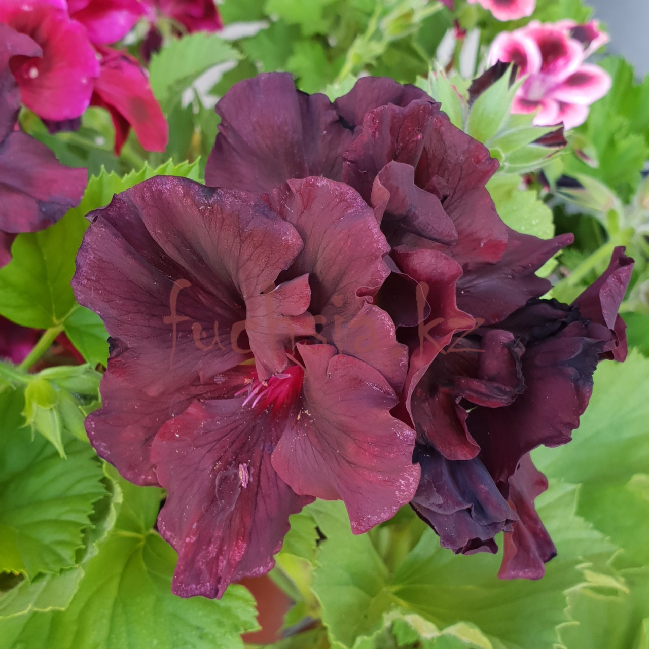 Dark Velvet