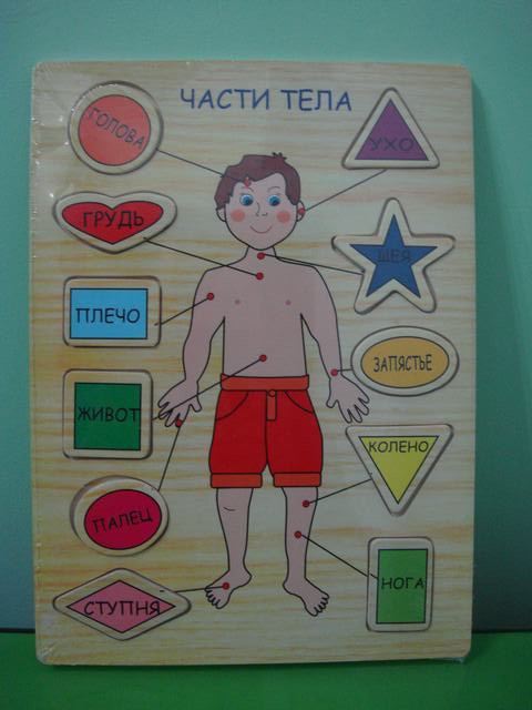 Части тела