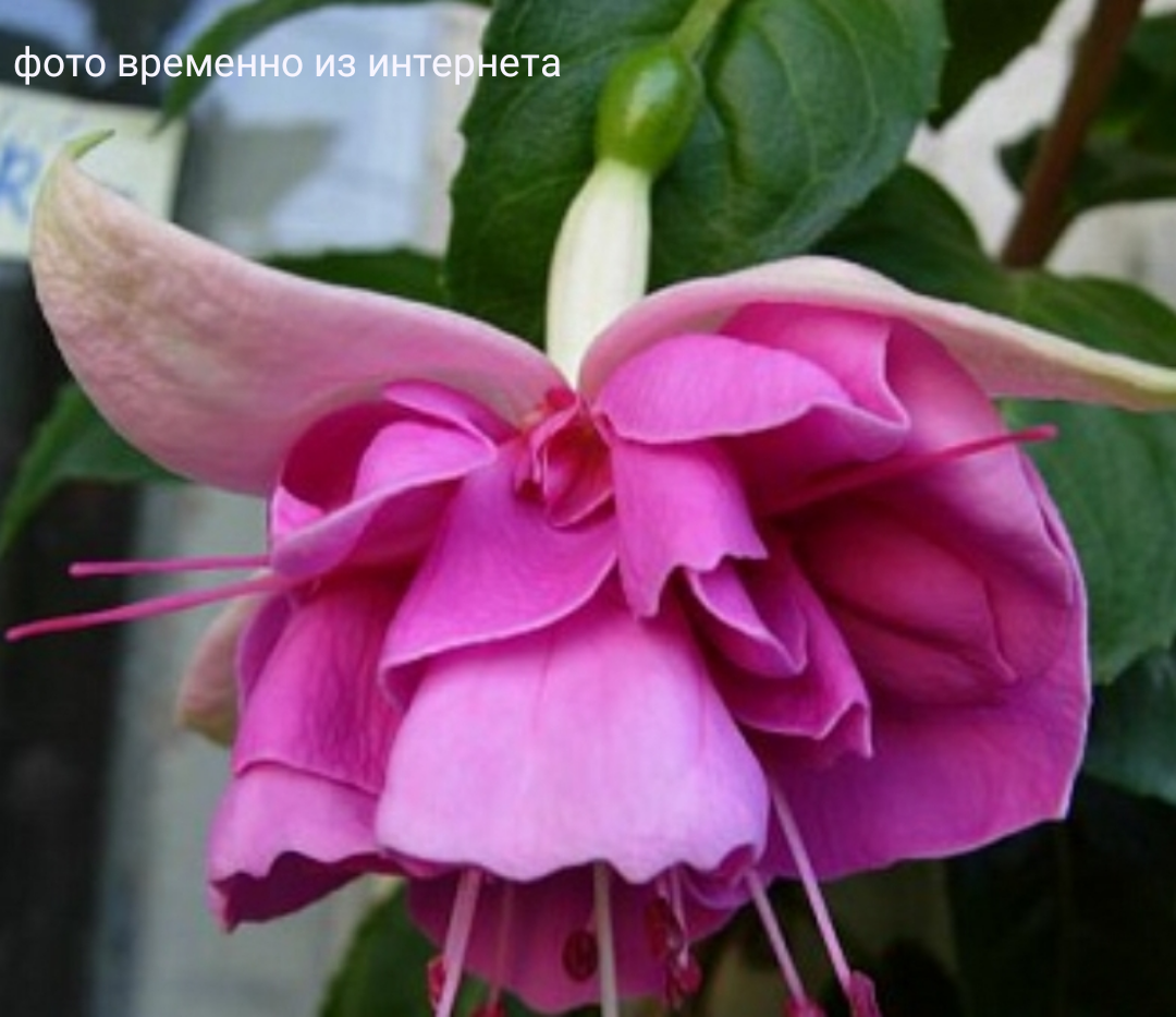 English Rose / подрощенное растение