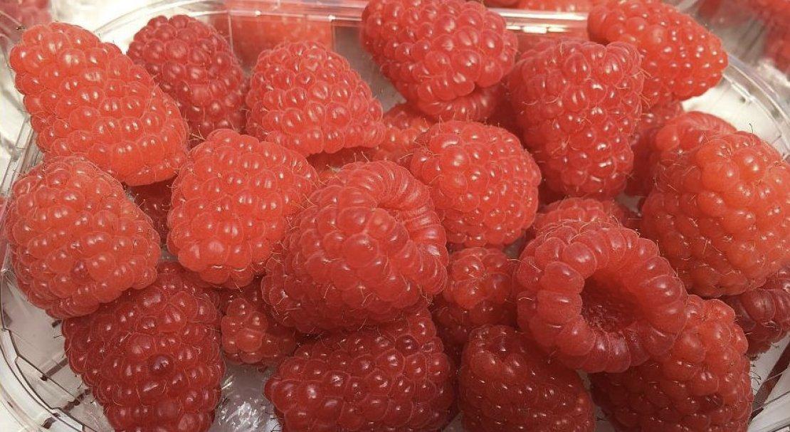 Малина "Энросадира" ОКС (связка 20 шт), фото 1