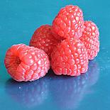 Малина "Маричка" ОКС (связка 20шт), фото 2