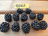Ежевика "Дойл", фото 2