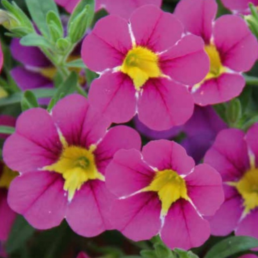 Calita Special Pink Star №440