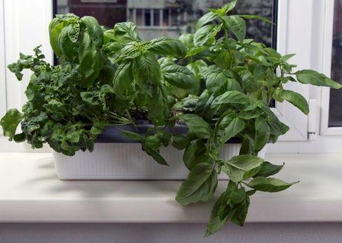 Комплект чудо-грядок для выращивания овощей и зелени «Домашний салат круглый год» - фото 8 - id-p71731121