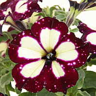 Lighting Sky   №533/ подрощенное растение