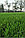 Искусственный газон 4 см, фото 3