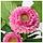 Искусственное растение ФЕЙКА дома/улицы, Маргаритка многолетняя розовый, 12 см ИКЕА, IKEA, фото 4