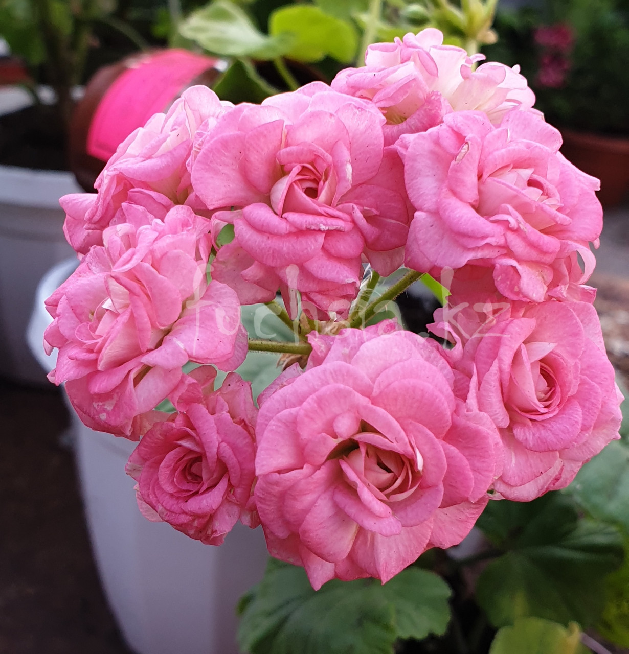Grainder's Antique Rose (новинка 2019) / укор.черенок