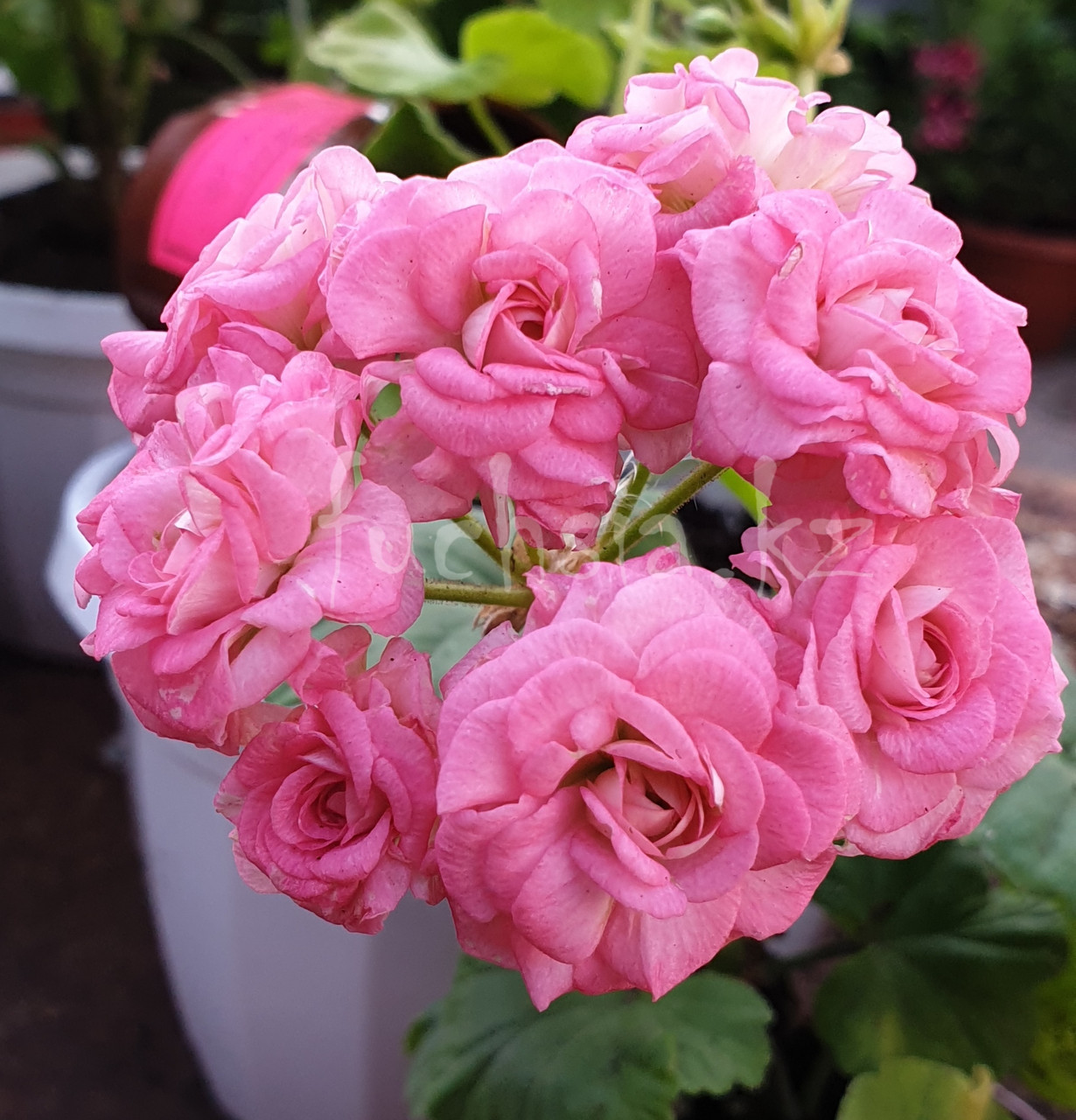 Grainder's Antique Rose / укор.черенок - фото 2 - id-p45348271