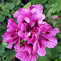 Rachel / укор.черенок