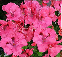 Fine Surprise / укор.черенок