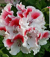 First Blush /укор.черенок