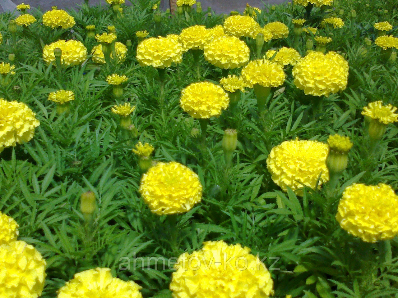 Тагетес Тайшан Меригольд лимонный (Tagetes Taishan Marigold)