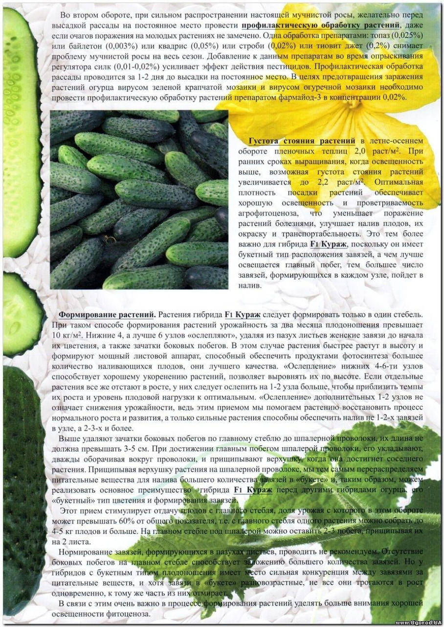 Кураж Огурец Характеристика Отзывы Фото