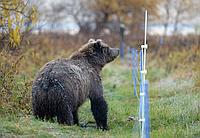 Электроизгородь от медведей