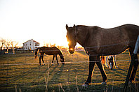 Электрическая изгородь для лошадей