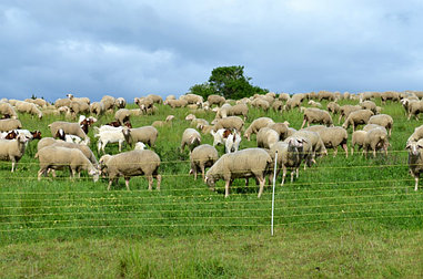 Электропастух для коз