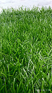 Искусственный газон 40мм 8800Dtex, фото 7