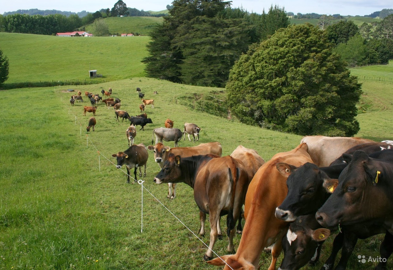 Электроизгородь для крупно рогатых скотин