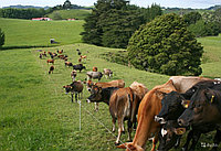 Электроизгородь для крупно рогатых скотин
