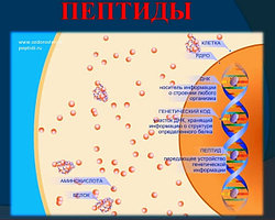 Пептиды