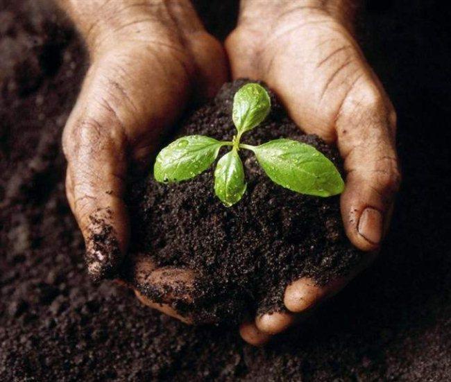 Преимущества почвы на основе торфа: естественная подпитка для вашего сада