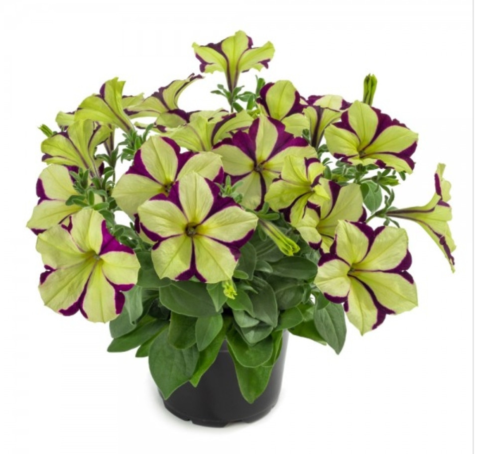 Cascadias Frisky Purple N519 / подрощенное растение