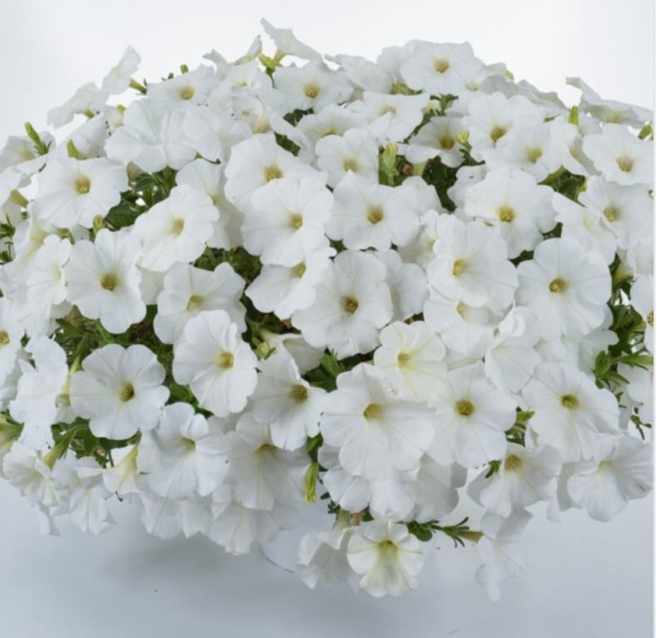 Cascadias Iceberg №523