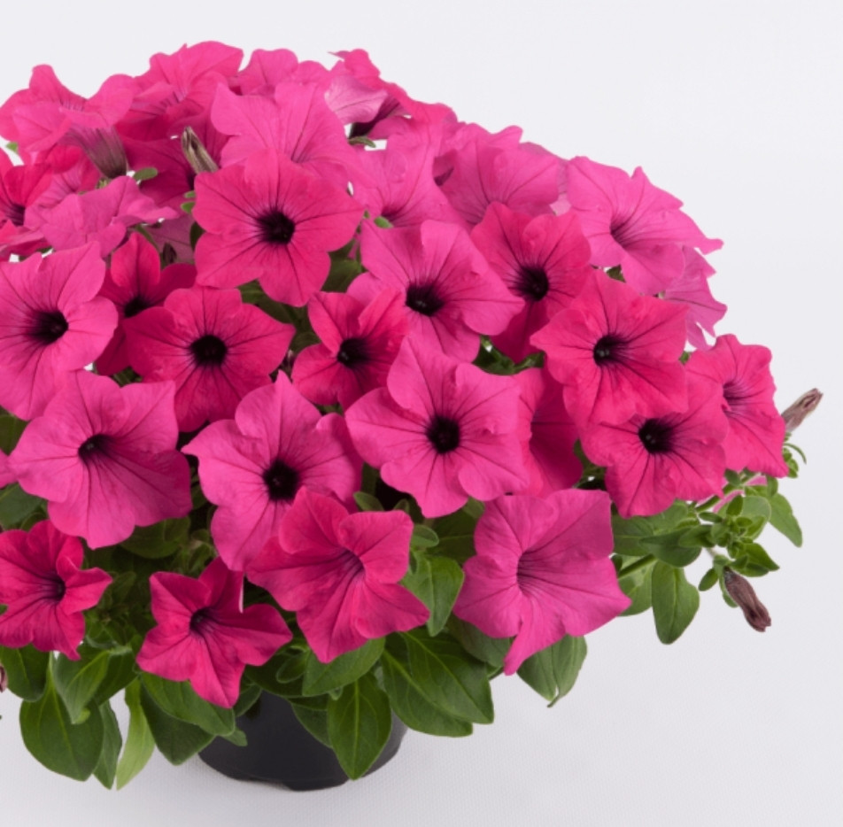 Surfinia Sumo Rose №524 / подрощенное растение