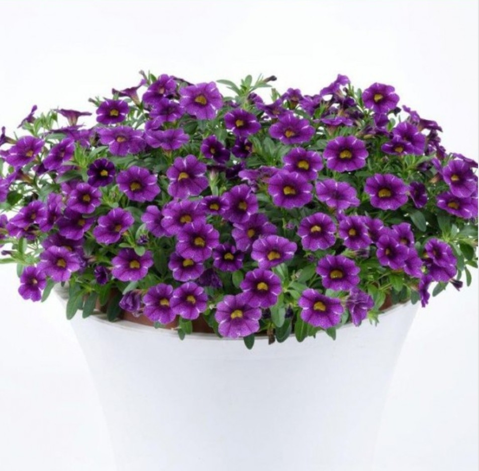 Colibri Purple Lace №447