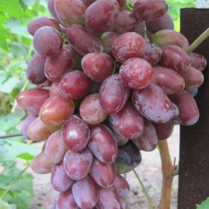 Саженцы винограда "Ромео"., фото 2