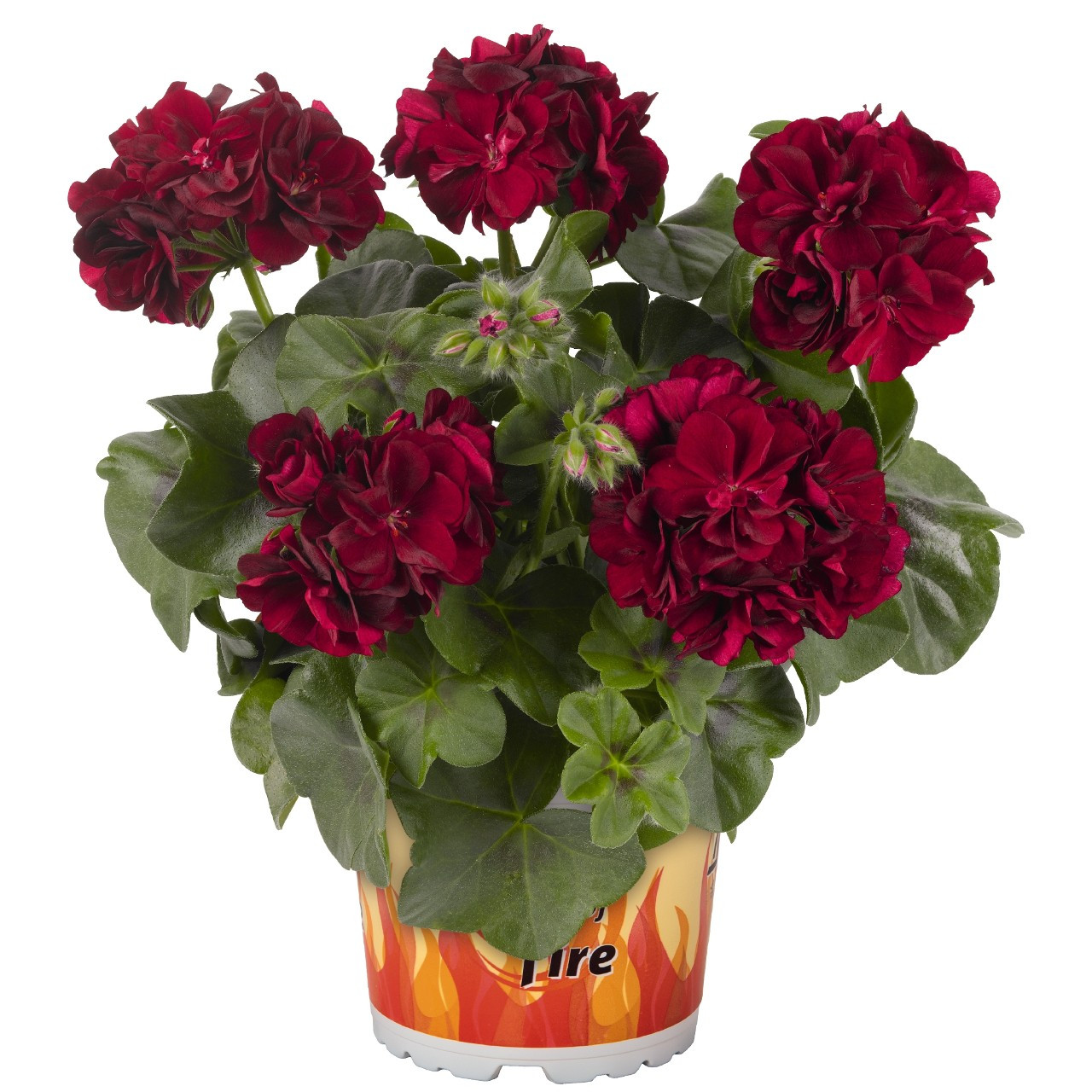 Пеларгония плющелистная Great Balls of Fire Merlot