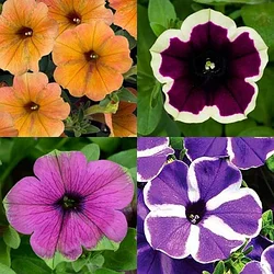 Петунии вегетативные (ампельные и полуампельные)