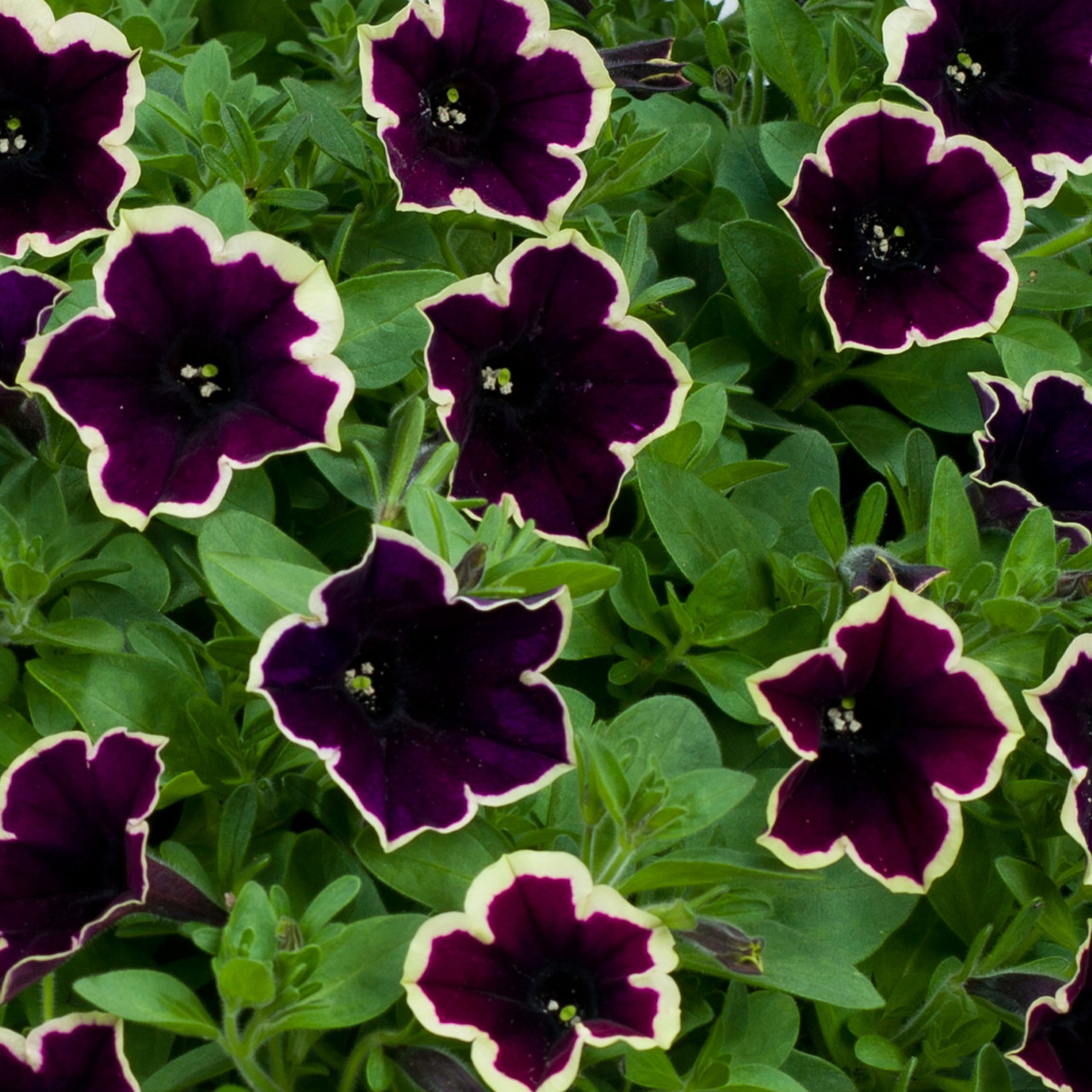 Петуния Cascadias Rim Magenta
