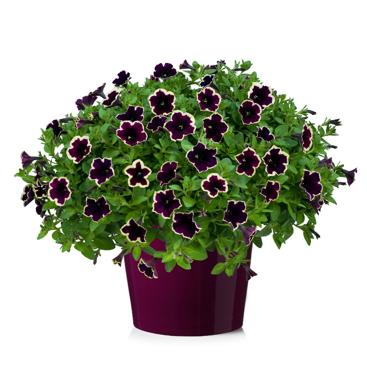 Сурфиния рим маджента