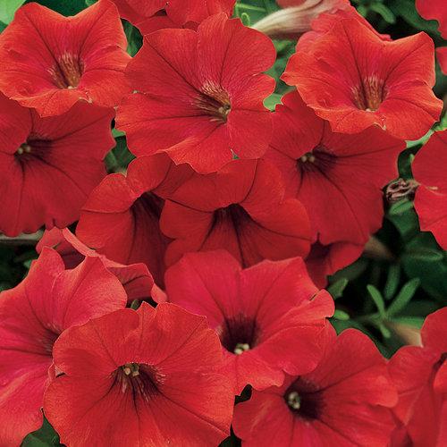 Петуния Surfinia Deep Red