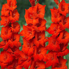 Луковицы гладиолуса крупноцветкового "Ред Бьюти".Цена за 1 луковицу