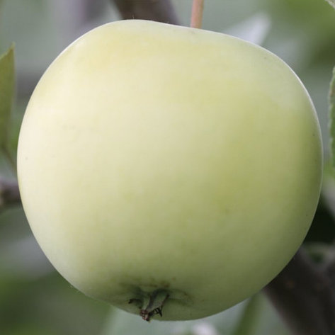 Саженцы яблони штамбовой "Зимнее белое" ОКС. 5шт, фото 2