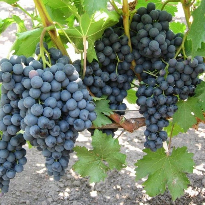Саженцы винограда "Черный изумруд" ОТК. 5шт - фото 1 - id-p73465624