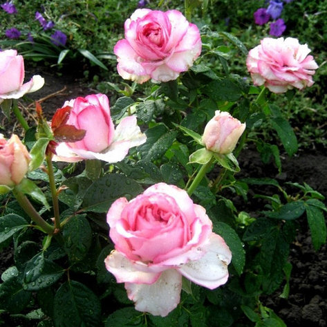 Корни роз "Дольче Вита". 2шт, фото 2