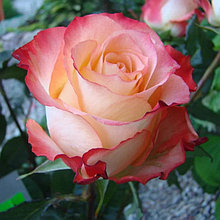 Корни роз "Кабаре". Открытая корневая