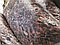 Кора лиственницы ,средняя 50 л, БиоМастер, фото 2