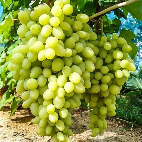 Саженцы Винограда "Долгожданный" в цветной коробке, фото 2