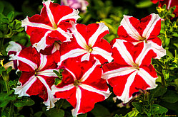 Петуния красная звезда (Tritunia Red Star)