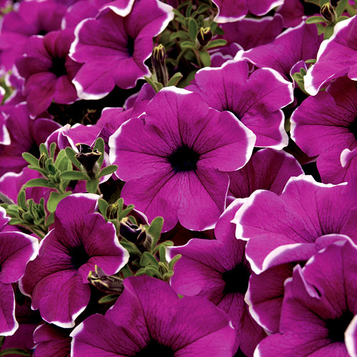 Петуния Surfinia Giant Picotee Purple