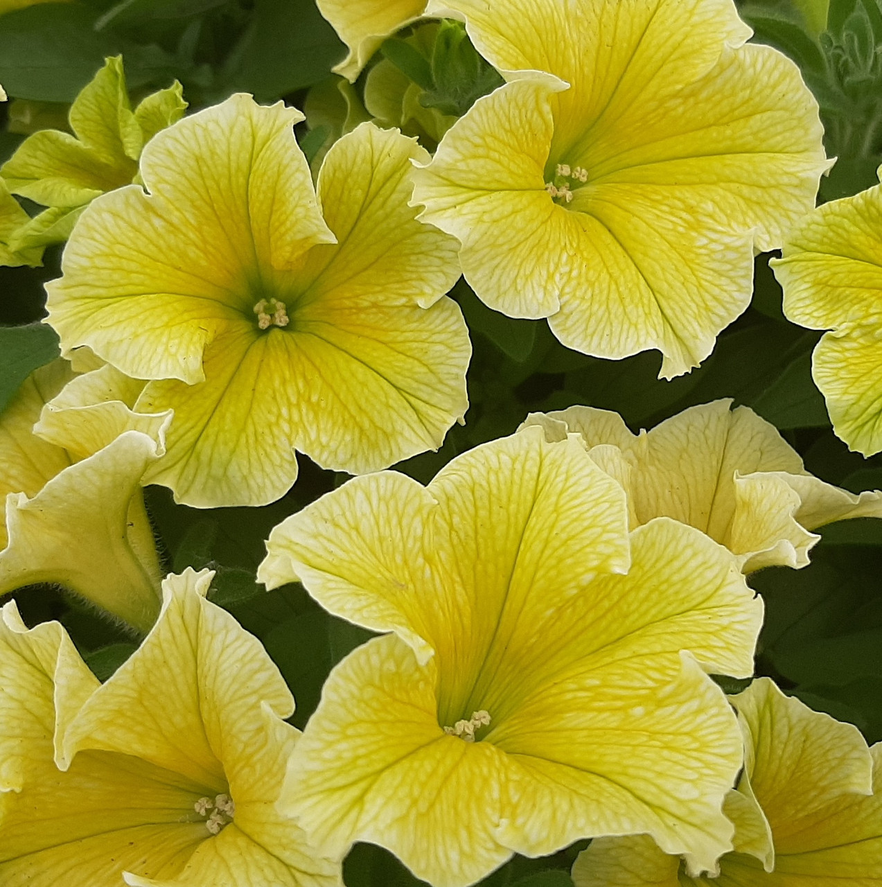Петуния вегетативная Fanfare New Yellow