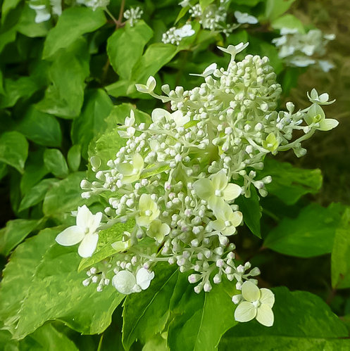 Hydrangea paniculata Shikoku Flash. Гортензии.Фото.