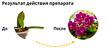 Почкорост (цитокининовая паста для роста орхидей) Avgust, 1,5г, фото 2