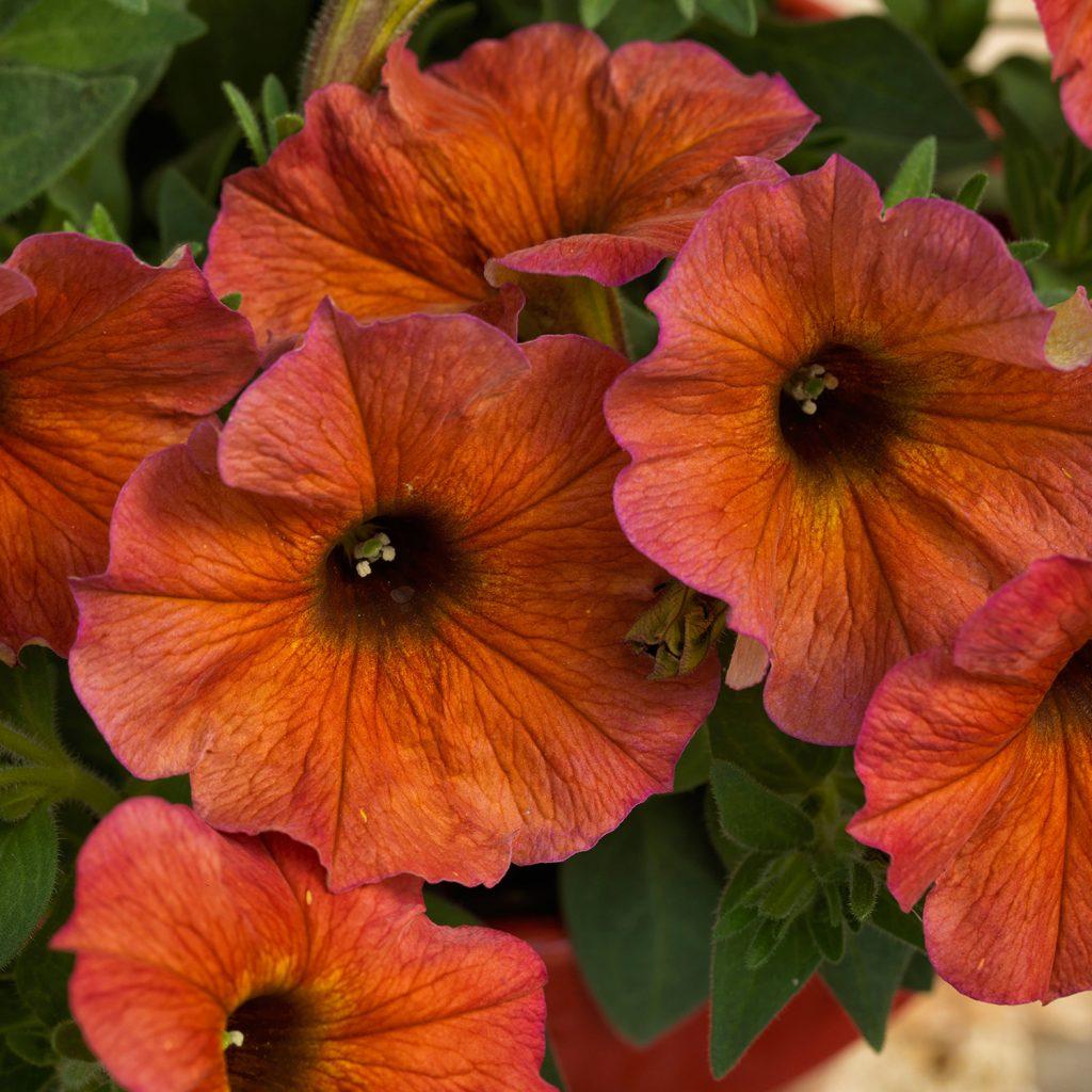 Petchoa BeautiCal Cinnamon