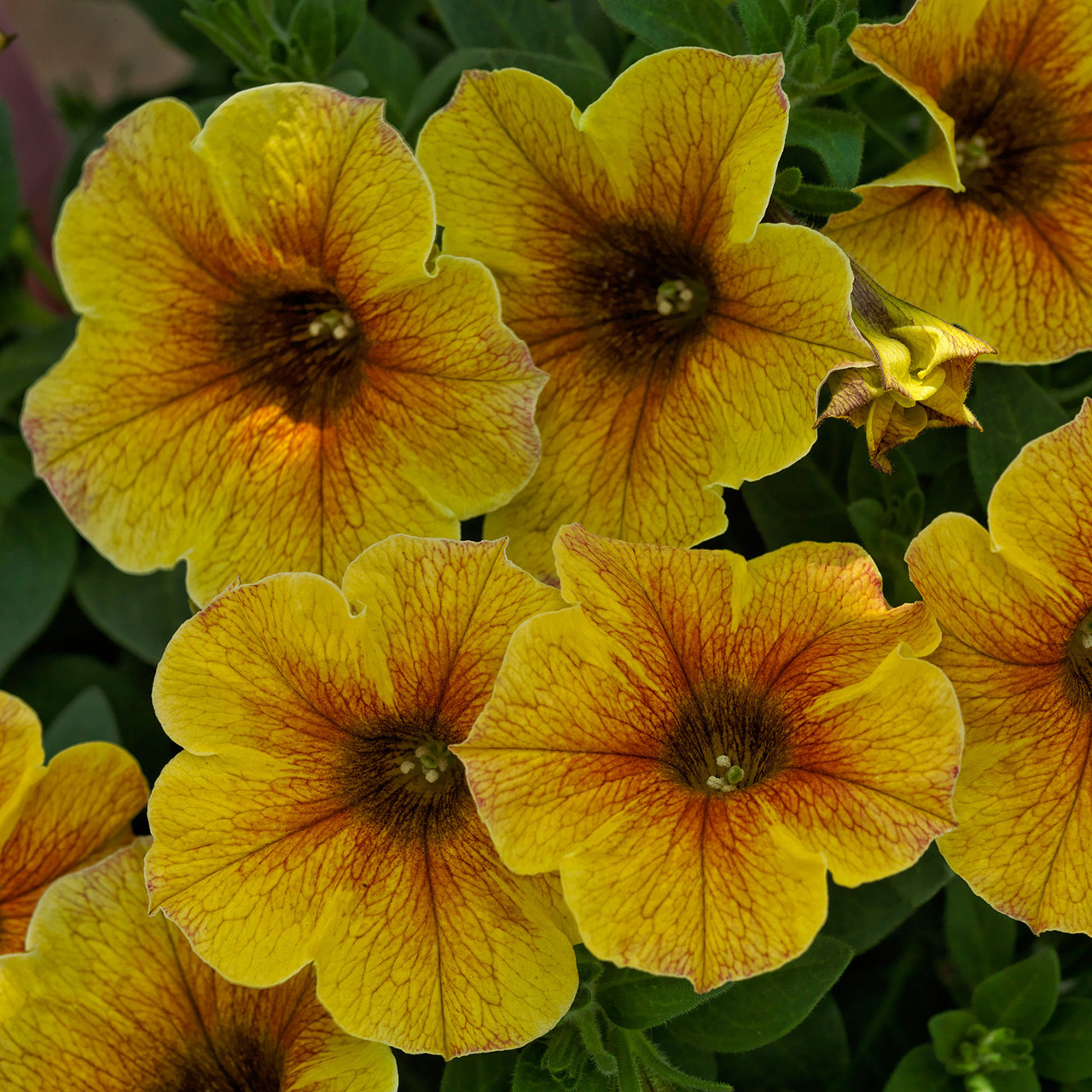 Petchoa BeautiCal Caramel Yellow